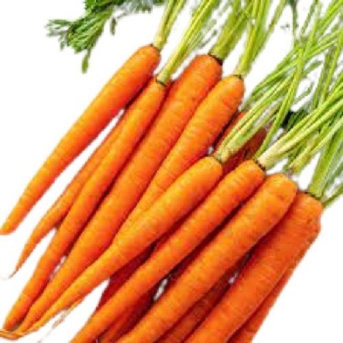 Naturally Grown Fresh Long Shape Raw Carrot For Salads And Cooking Use