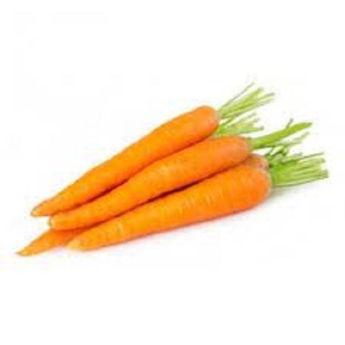 Naturally Grown Long Shape Raw Fresh Carrot