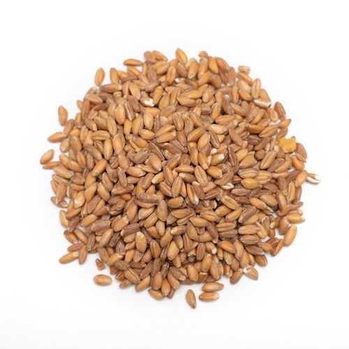 A Grade 100% Pure Sun Dried Hard Form Broken Wheat Grain