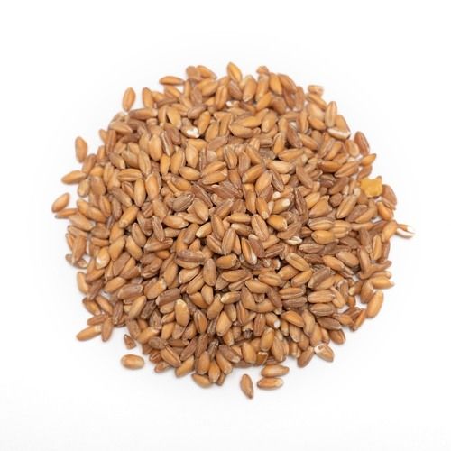 A Grade 100% Pure Sun Dried Hard Form Broken Wheat Grain Broken (%): 1%