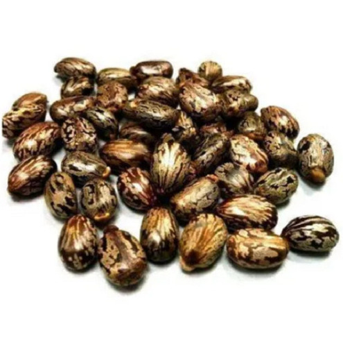 Castor Seeds - Solid Form, 100% Purity , Best Quality - Nutrient Enriched, Pesticide-Free, Preservative-Free, Pure Healthy