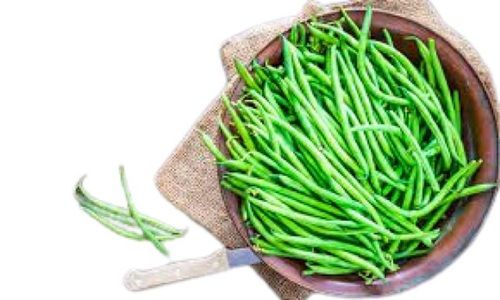 Fresh Naturally Grown Common Cultivation Round Long Shape Pure Raw Beans Industrial