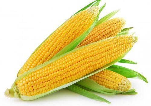 Indian Origin Common Cultivated Long Shape 100% Pure Fresh Organic Corns