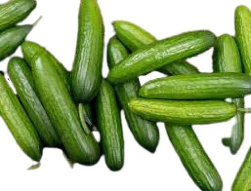 A Grade Indian Origin Naturally Grown Farm Fresh Long Green Cucumbers