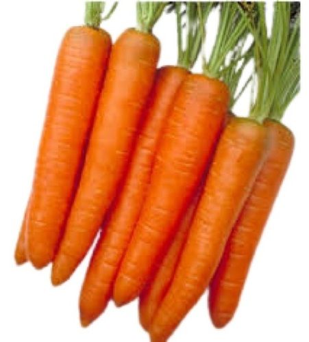 Farm Fresh Long Shape Orange Carrot