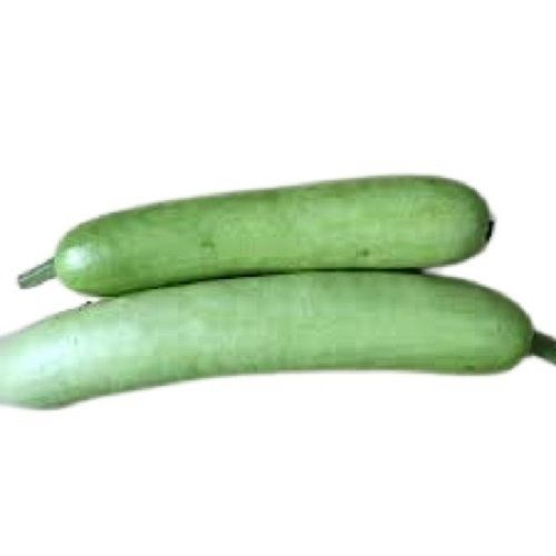 Farm Fresh Oval Shape Raw Bottle Gourd Preserving Compound: Dry Place