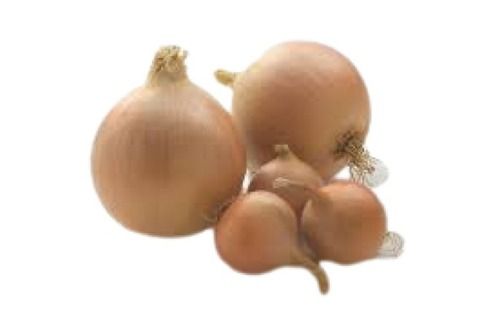 Farm Fresh Tasty And Healthy Round Shape Farm Fresh Brown Onion