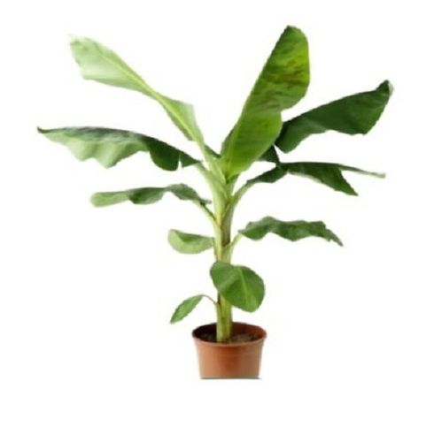 15 Inch Musa Acuminata Herbaceous Large Leaf Banana Fruit Plant