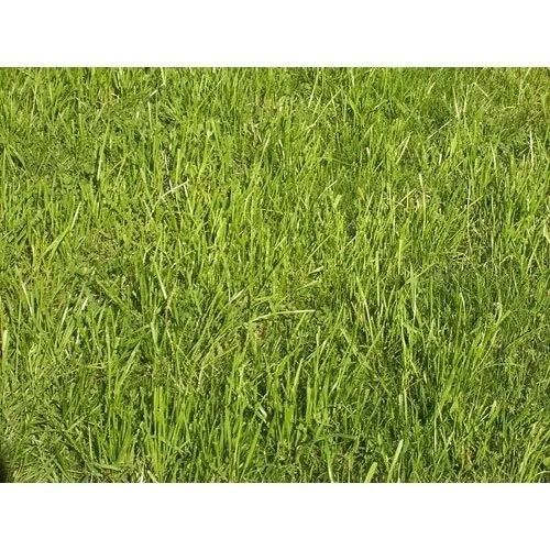 2 Cm Stem 5 Inches Fescue Breed Straight Natural Grass For Garden
