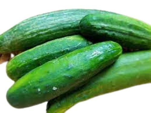 Long Shape Raw Healthy Naturally Grown Farm Fresh Green Cucumber