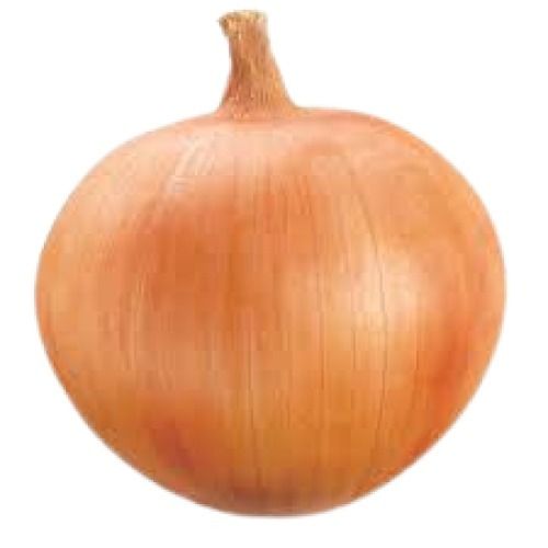 Naturally Grown Round Shape Fresh Onion For Many Dishes Recipes Use Shelf Life: 1 Week