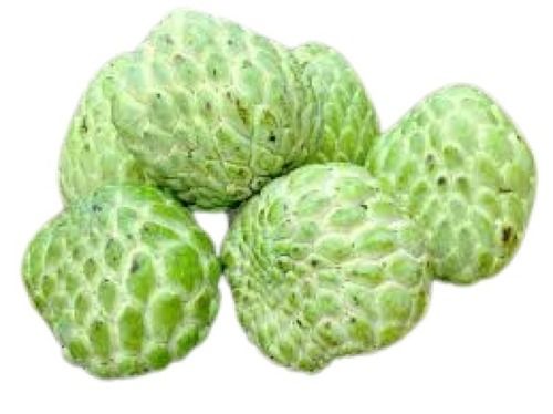 Green Sweet Taste Indian Origin Commonly Cultivated Farm Fresh Custard Apple