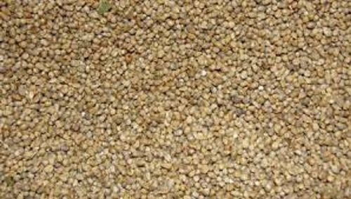 100% Pure Medium Size Dried Pearl Millet