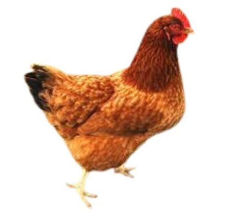 5 Months Brown Live Country Chicken For Poultry Farming  Gender: Male
