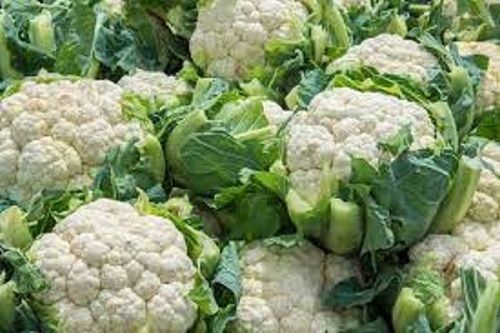 Round Shape Naturally Grown Farm Fresh Cauliflower