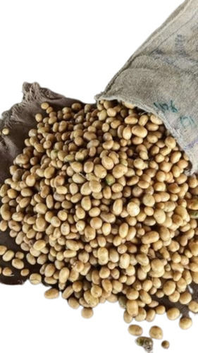 99% Pure 13% Moisture Content Organic Healthy Delicious A-Grade Natural Potato Seeds