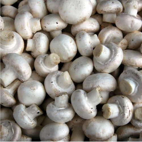 99% Pure 87% A-Grade Sun Dried Organic White Button Mushroom Seeds