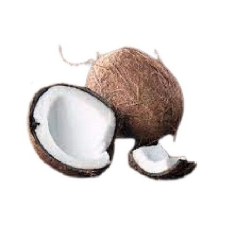 Commonly Cultivated Round Shape Medium Size Matured Fresh Coconut