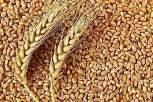 100% Pure A Grade Quality Hard Form Broken Dried Milling Wheat Broken (%): 1%