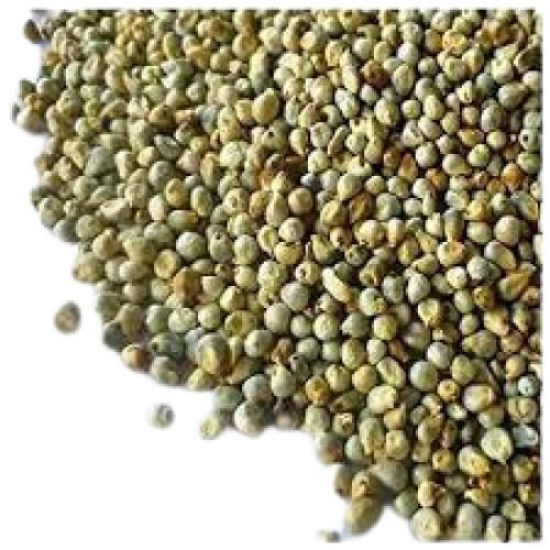 100% Pure Indian Origin Common Cultivated Dried Green Millet