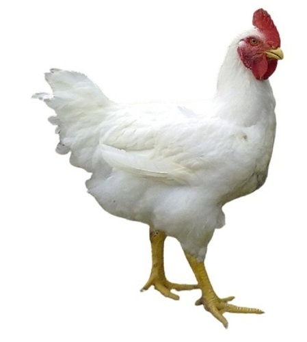17 Months Old 1 kg White Live Broiler Chicken