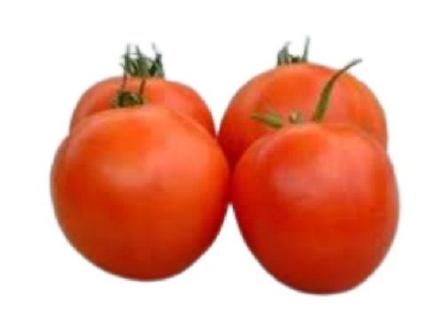 A Grade Indian Origin Naturally Grown Pure Farm Fresh Red Tomatoes