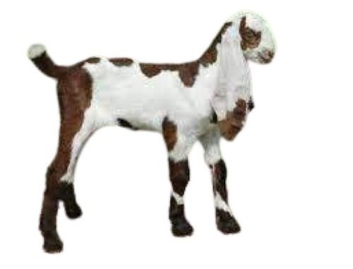 Brown And White Live Jamunapari Goat