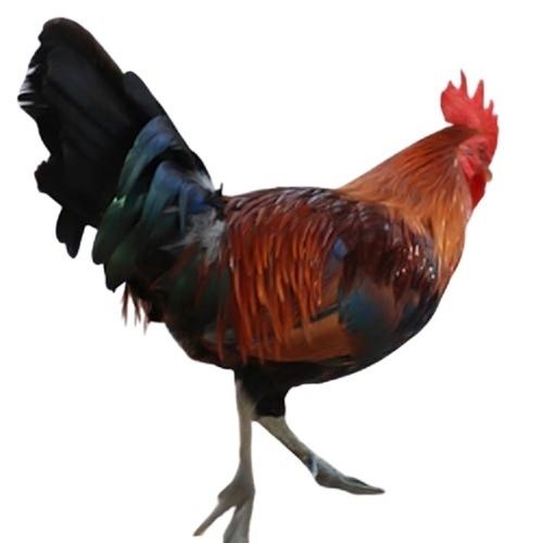 Brown With Black Live Country Chicken For Commercial And Poultry Purposes Gender: Both