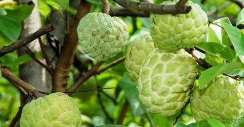 Custard Apples 