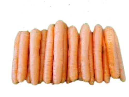 Fresh Naturally Grown Long Shape Raw Carrot 