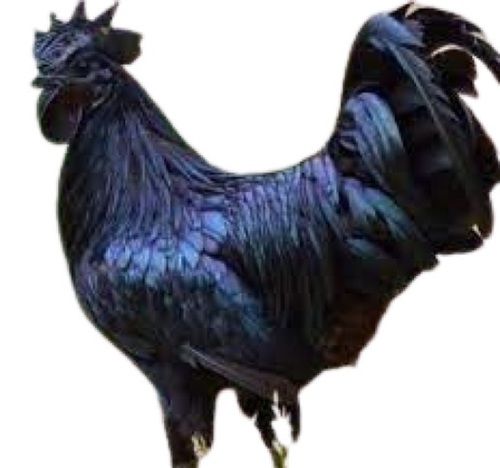 Black Healthy High Protein Packed Live 7 Month Age Kadaknath Chicken