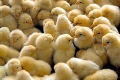 Light Weight Healthy 1 Month Infection Free Poultry Farm Chicks