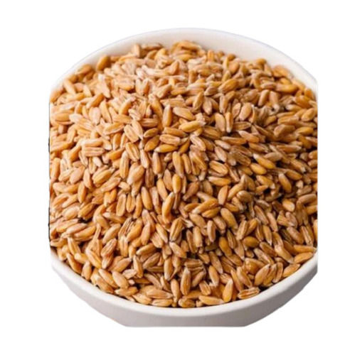 40% Moisture Sunlight Dried Wheat Grains