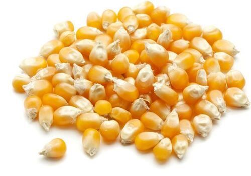 99% Pure And Natural Commonly Cultivated Dried Raw Whole Maize  Admixture (%): 1%