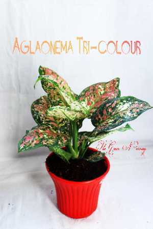 Tri Colour Aglaonema Tri-Colour Plant