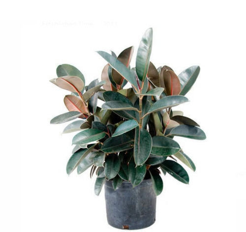 Attractive And Beautiful Rubber Plant For Garden Decoration