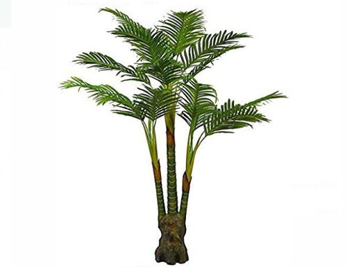 Indoor Palm Green Tree Plant  Shelf Life: 6 Months