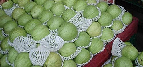 guava fruit 