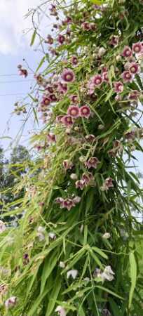 Gray Herbs & Live Plants