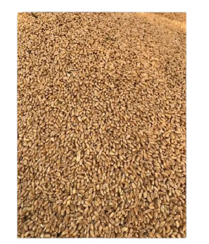 Mandi Rate Dried And Cleaned Organic Milling Whole Wheat Grain Or Gehu