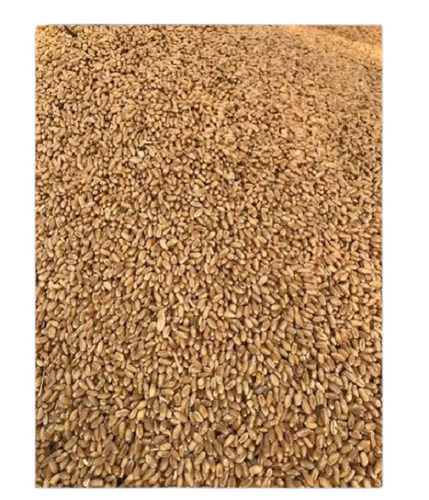 Brown Organic Loose Dried Milling Wheat 