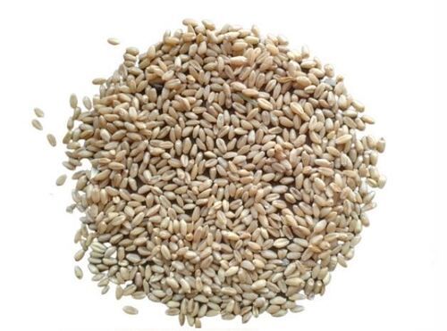 Pure And Dried Commonly Cultivated Raw Durum Wheat Grain Broken (%): 0%