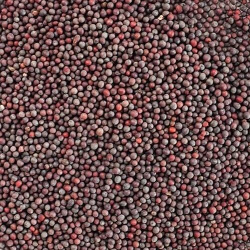 99% Pure And Dried Commonly Cultivated Black Mustard Seed