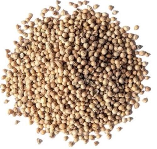 99% Pure And Dried Commonly Cultivated Edible Coriander Seed