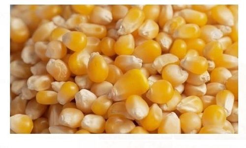 Beautiful Environment Friendly 12 % Moisture Hard Texture Maize Admixture (%): 2%