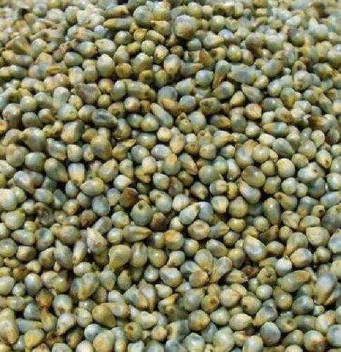 Natural 30% Moisture And 5% Admixture Dried Hybrid Bajra Seed