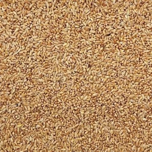 14% Moisture Contain Seasonal Raw Wheat Grain