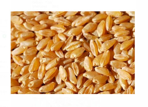 99% Purity And 40% Moisture Natural Dried Wheat Seed