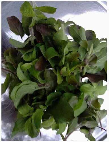 Herbal Green Tulsi Leaves For Medicine And Tea