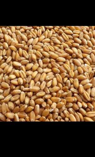No Artificial Flavour Organic Wheat Grain For Making Flour